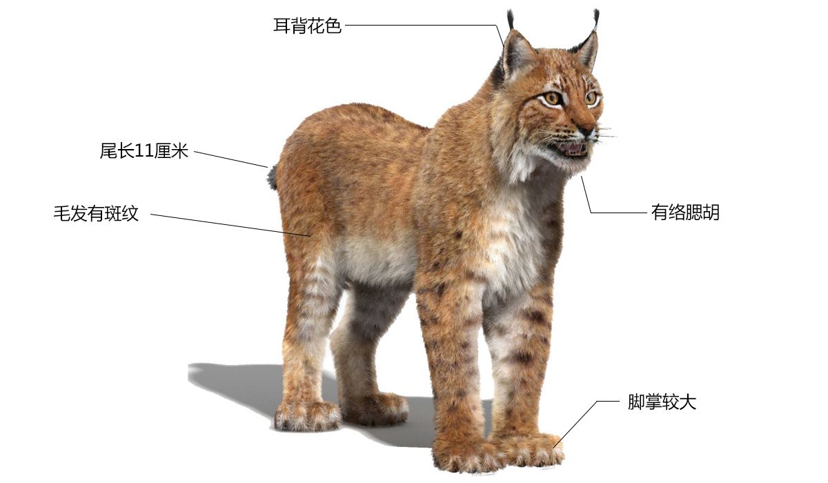 辟谣：别把狞猫当成猞猁，虽然都自带“天线”，却是两个物种_百科TA说