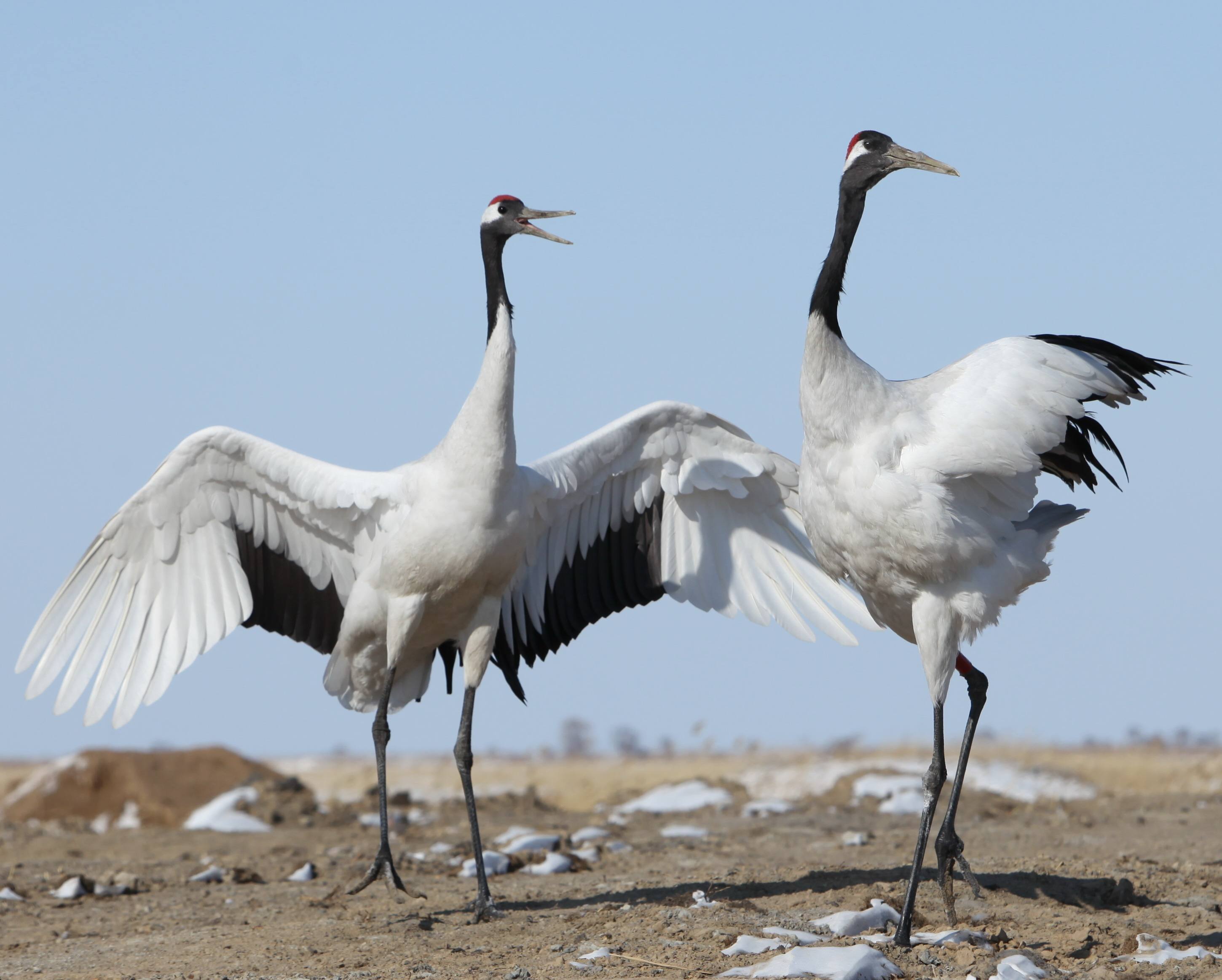  p>鹤形目(gruiformes)是鸟纲中的一目.