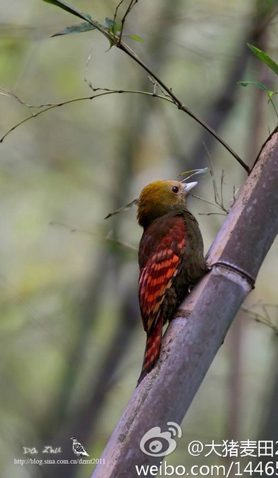  p>竹啄木鸟云南亚种(学名:gecinulus grantia indochineensis)为 a