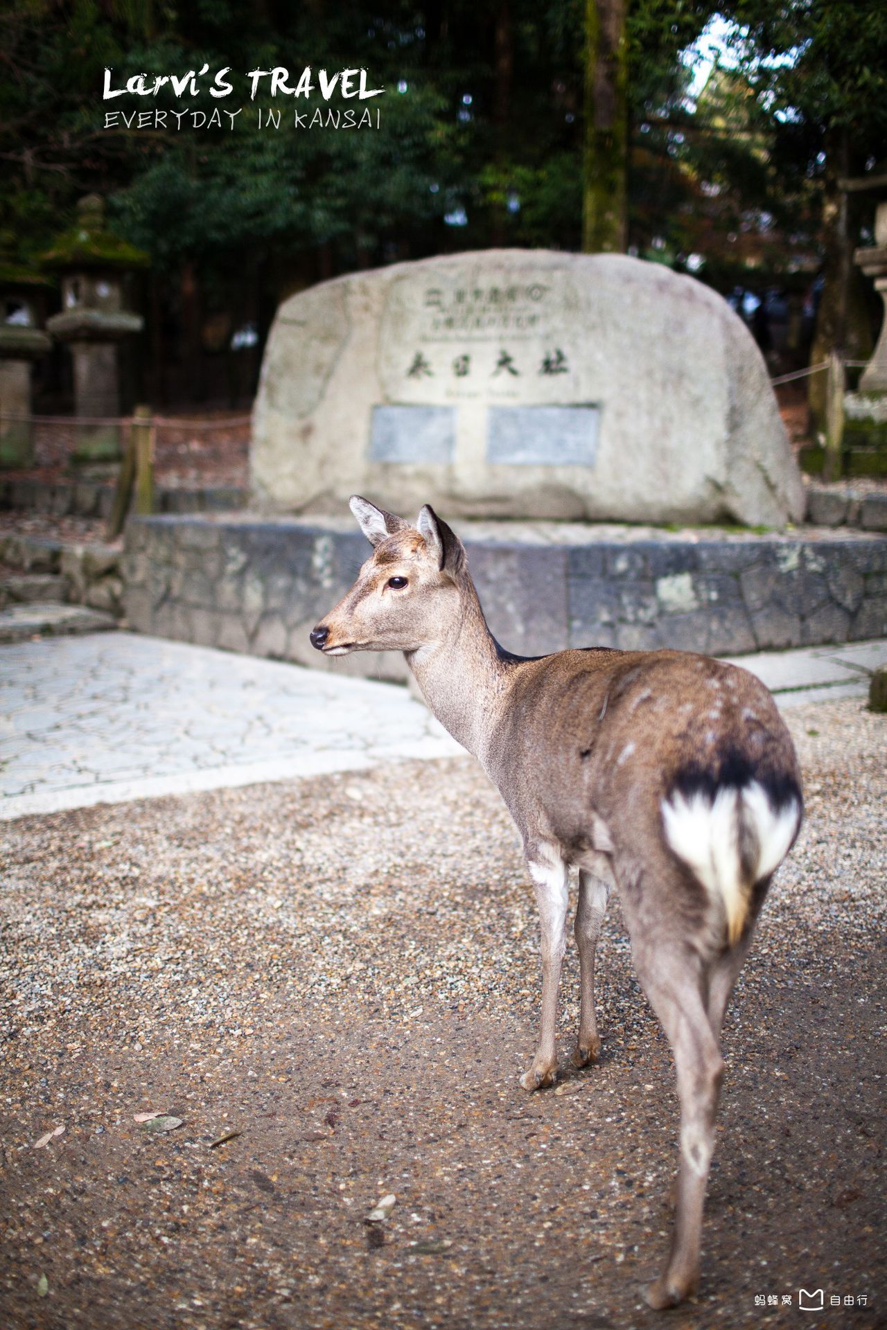 春日大社(かすがじんじゃ)是 a target="_blank" href="/item/奈良县