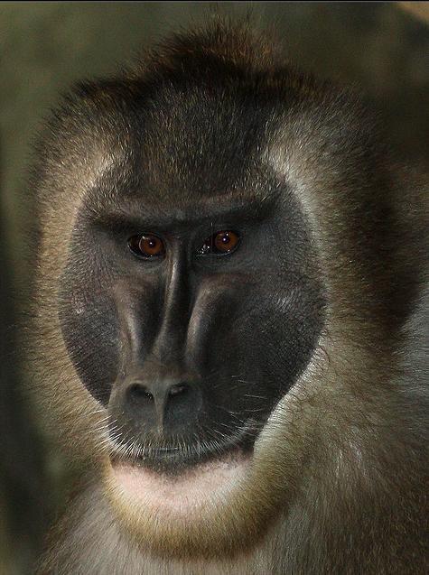  p>鬼狒(拉丁学名: i>mandrillus leucophaeus /i>)在外表上与山魈