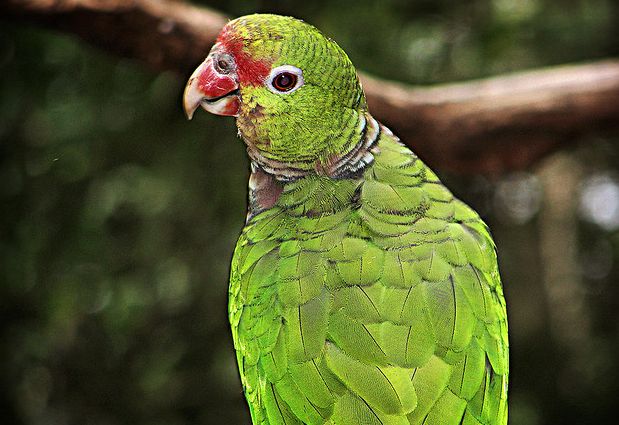  p>红胸亚马逊鹦鹉(学名:amazona vinacea)是典型的 a href="#" data