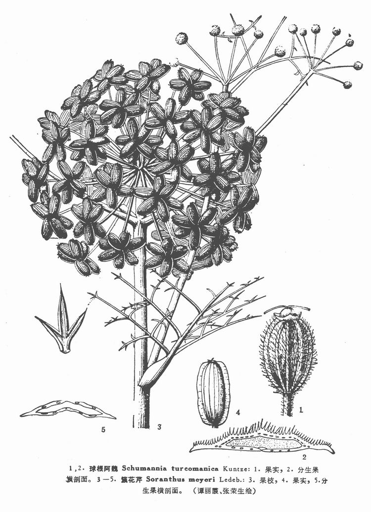  a target="_blank" href="/item/复伞形花序/1382160" data-lemmaid=