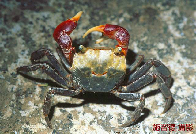  p> a target="_blank" href="/item/红螯螳臂蟹/5181107" data-lemma