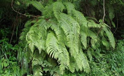  p>长尾半枫荷,是一种 a href="#" data-lemmaid="3278751">半枫荷属 