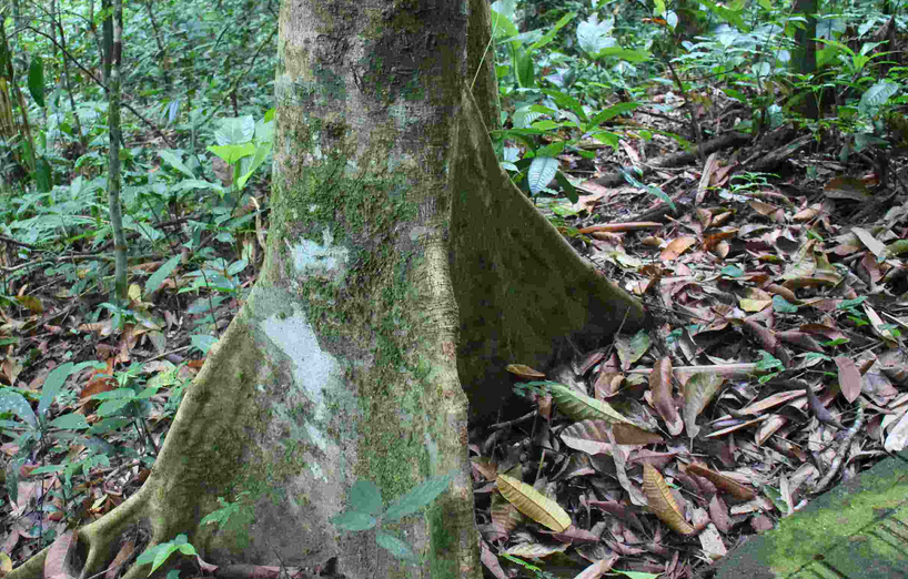 是四数木科四数木属植物,落叶大乔木,高25-45米,枝下高20-35米,树干