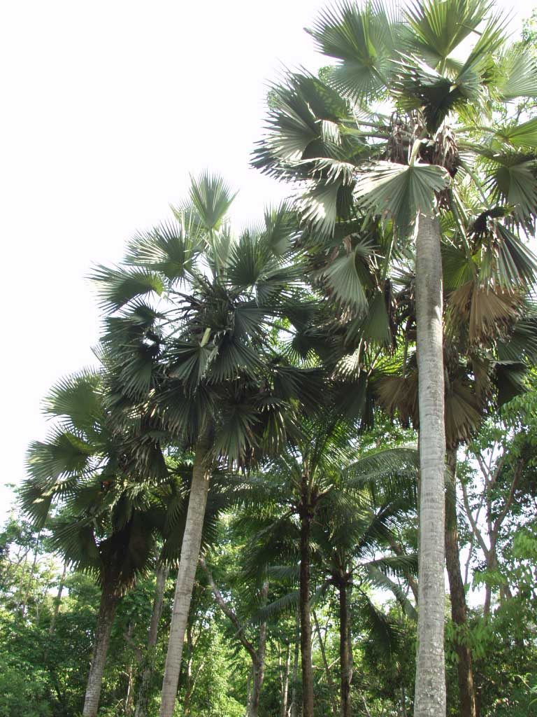  p>糖棕(学名: i>borassus flabellifer /i> l.