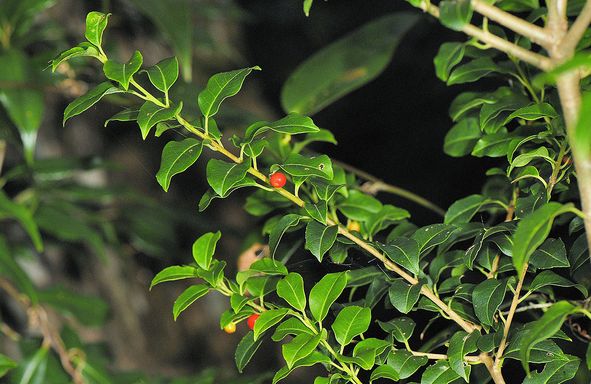 粗枝冬青