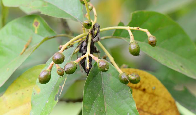  p>鳄梨属(学名:persea&nbsp;mill.