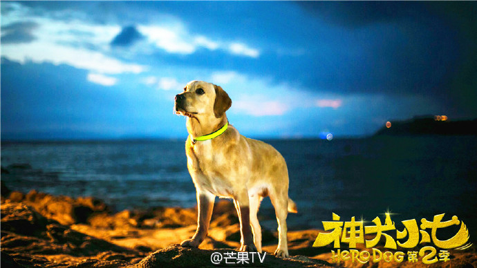 神犬小七第二季