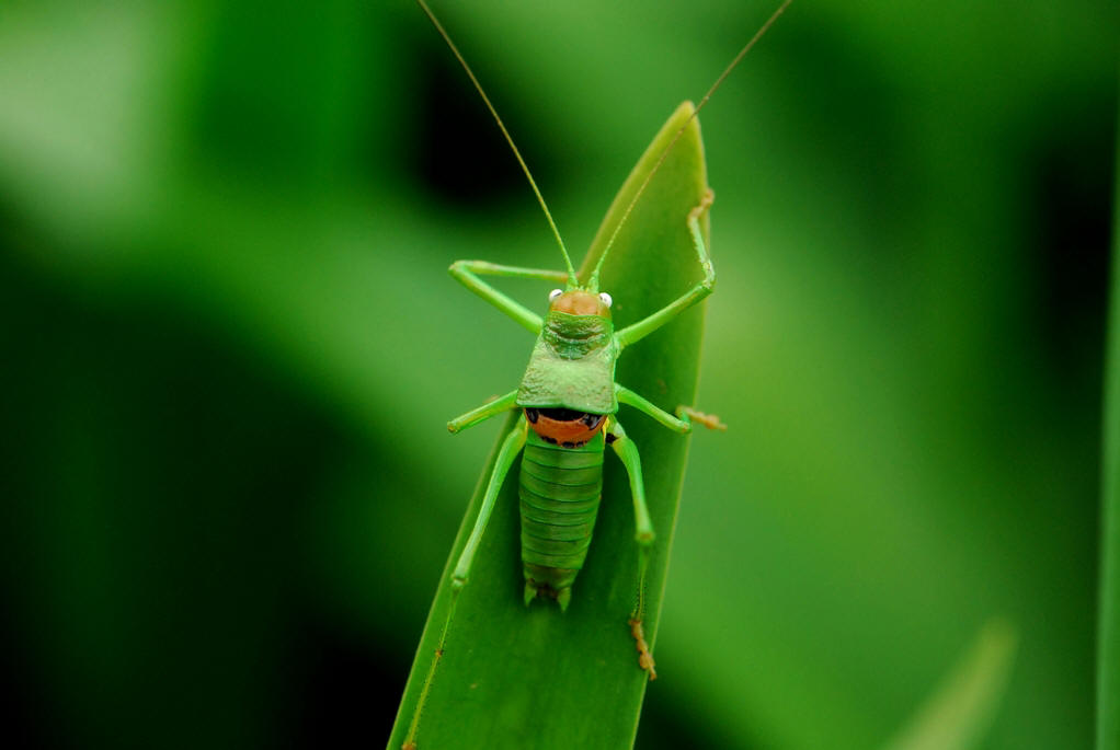 的动物,又称 a target="_blank" href="/item/真体腔动物/7647596"