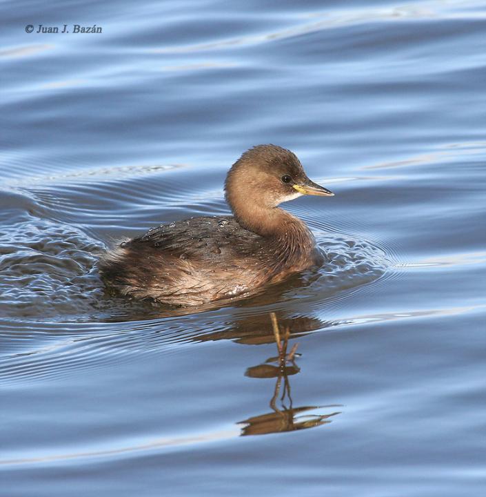  p>小鸊鷉(学名: i>tachybaptus ruficollis /i>),是鸊鷉科小鸊鷉属的
