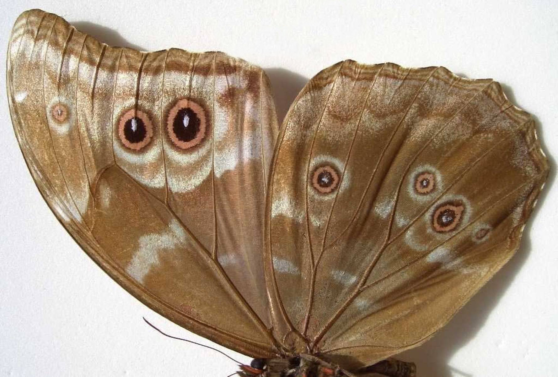 morpho nestira
