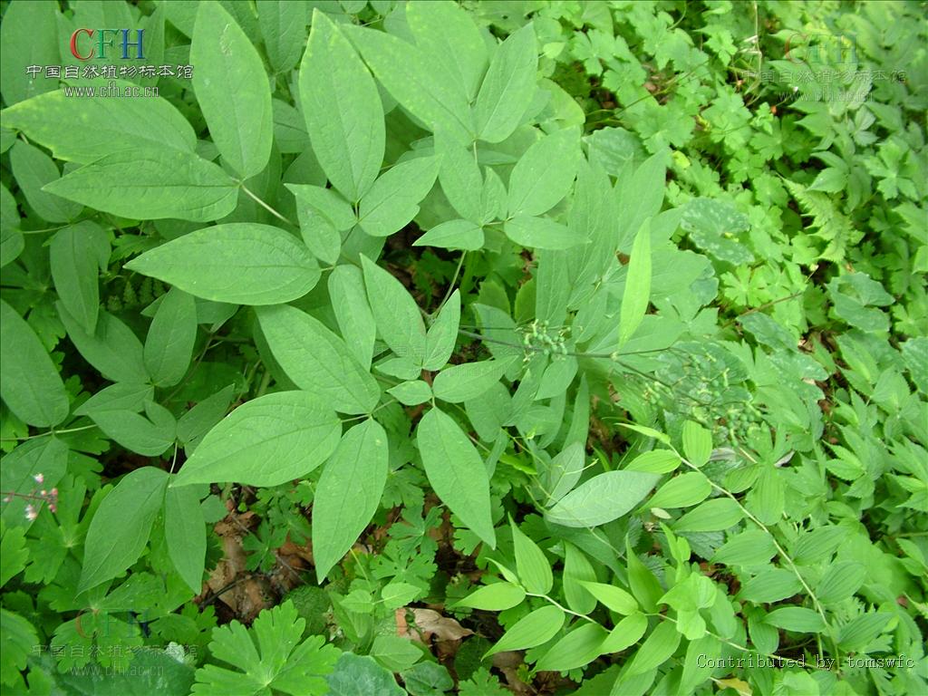  p>红毛七属有2种,产 a href="#" data-lemmaid="133681">亚洲 /a>