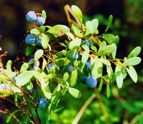 江南越桔(学名: i>vaccinium mandarinorum /i> diels)是杜鹃花科越橘