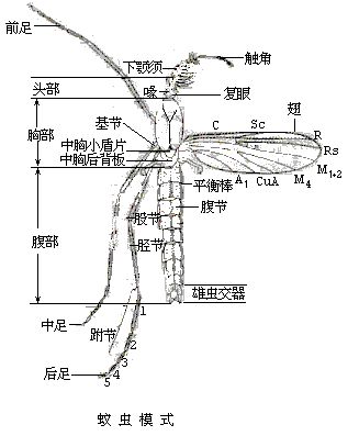 culicidae