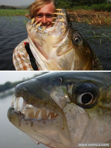  p data-id="gnwfdqu9ao">《河中巨怪》是美国