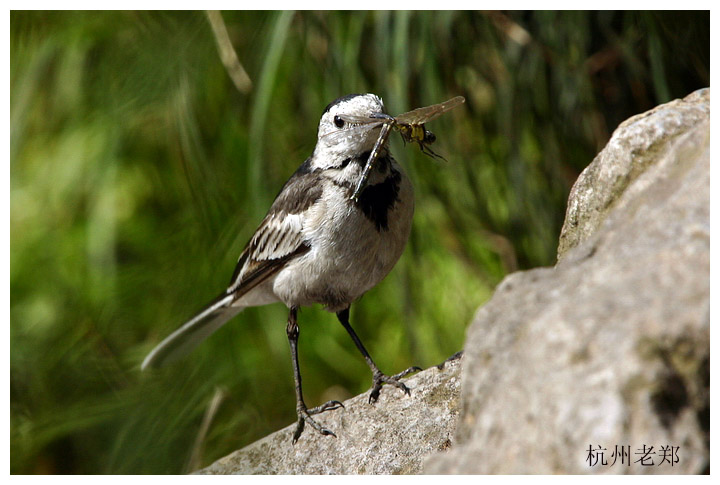  p>鹡鸰,俗称张飞鸟,多数为 a target="_blank" href="/item/鹡鸰属">