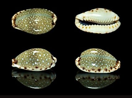  p>梨皮宝螺(学名:erosaria labrolineata labro