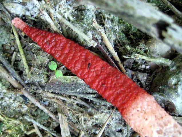  p>蛇头菌学名为"mutinus caninus",可以称得上是最丑陋的菌类.