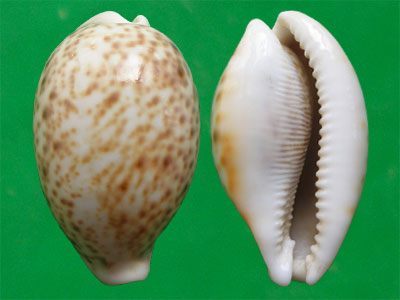 cypraea pantherina