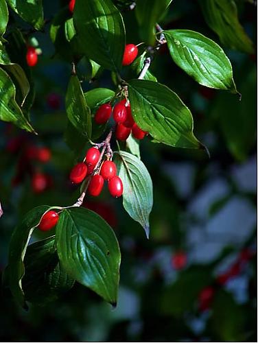  p data-id="txtmduzpcs5x">茱萸,山茱萸科山茱萸属的多年生乔木植物