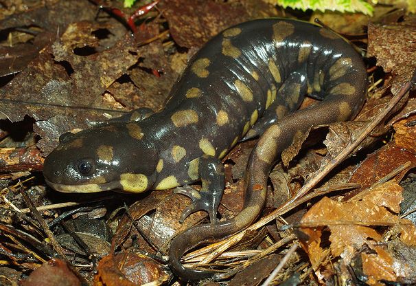  p>虎纹钝口螈(学名: i>ambystoma tigrinum /i>)是北美特有的一种钝