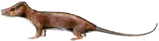  p>小驼兽是一种生活在侏罗纪早起欧洲大陆的一种类哺乳动物的爬行