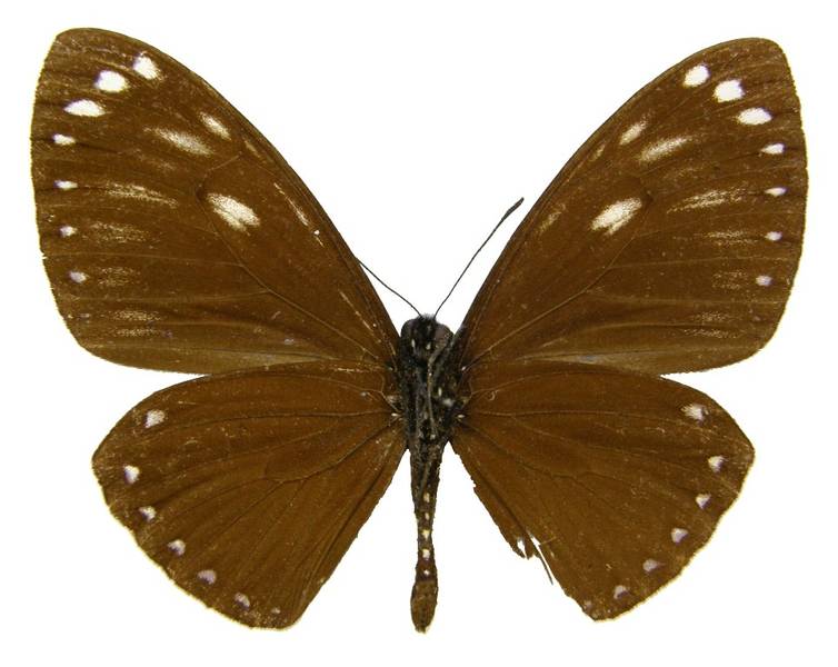  p>翠蓝斑凤蝶(学名:chilasa paradoxa )是属鳞翅目凤蝶科的一种大型