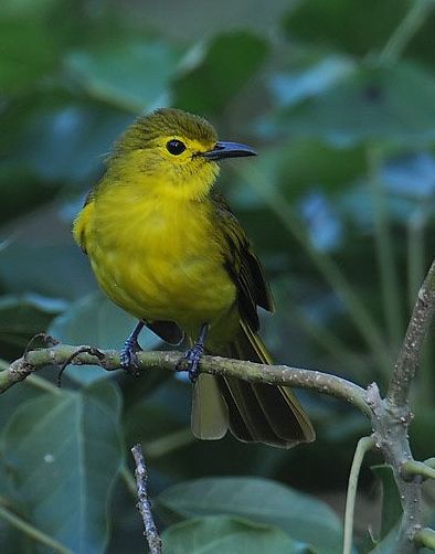  p>黄眉鹎, a href="#" data-lemmaid="3516708">脊索动物门 /a>, a