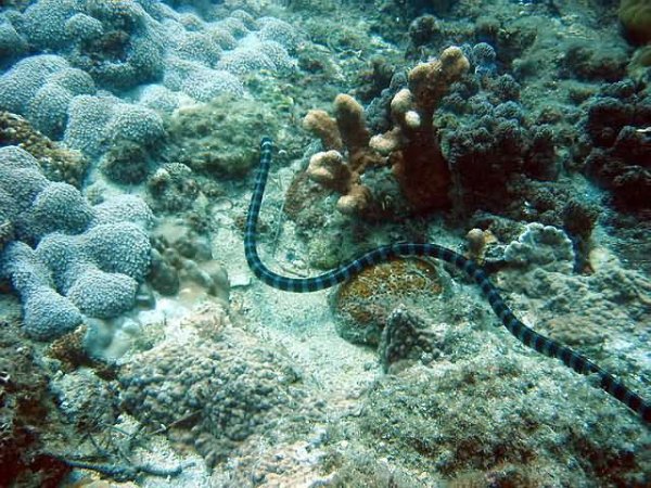 data-lemmaid="5594120">眼镜蛇科 /a>棘鳞海蛇属物种,腹鳞除前面少数