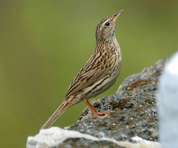  p>山鹨(学名: i>anthus sylvanus /i>)是雀形目鹡鸰科的鸟类.