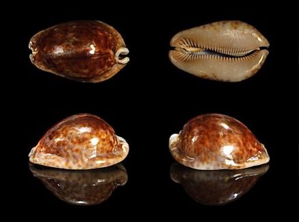  p>大花鼠宝螺(学名:trona stercoraria stercora