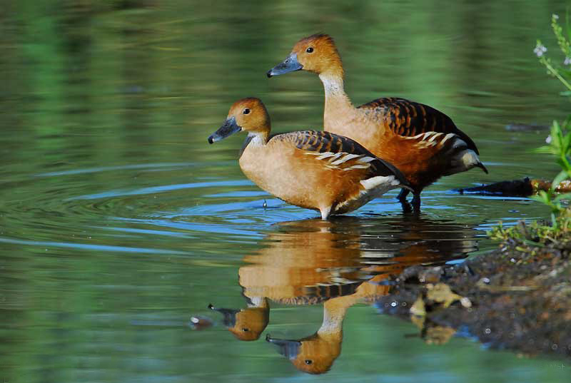  p>茶色树鸭(学名: i>dendrocygna bicolor /i>)为雁形目鸭科的 a