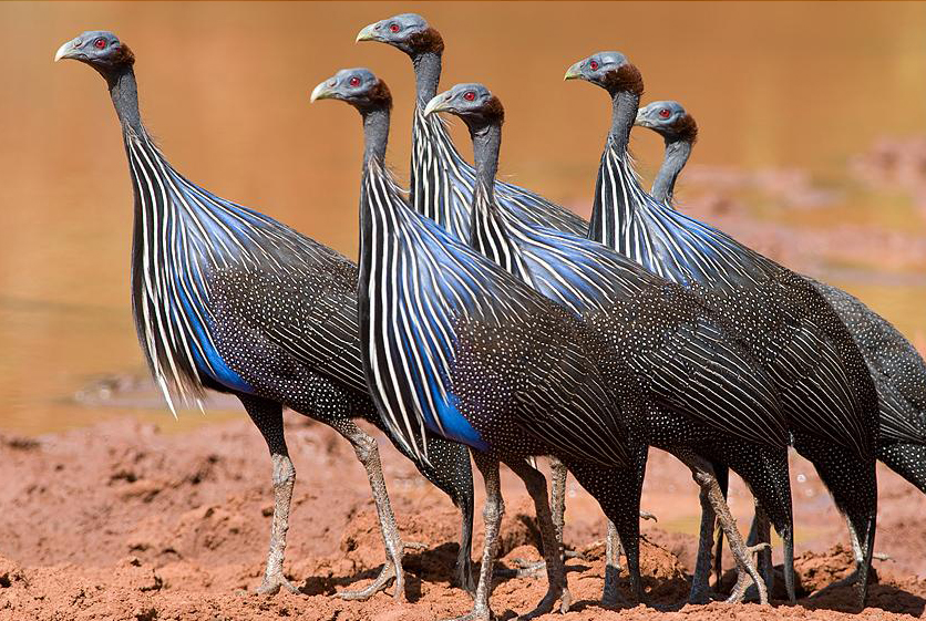 vulturine guineafowl