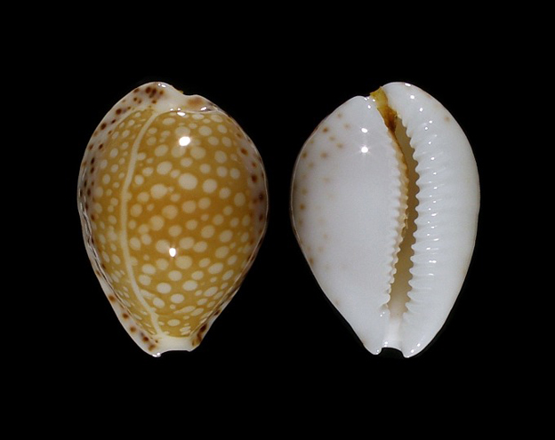  p>满天星宝螺(学名:cribrarula gaskoinii gaskoinii)是腹足纲宝螺科