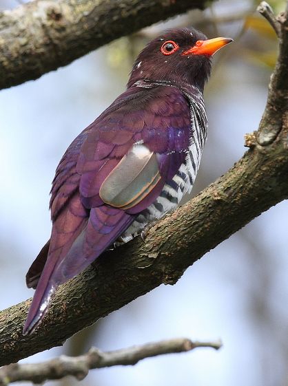 chrysococcyx xanthorhynchus