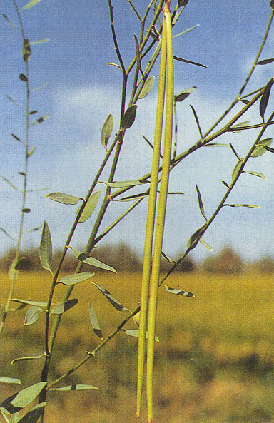 别称:罗布白麻, a target="_blank" href="/item/野麻/8771324" data