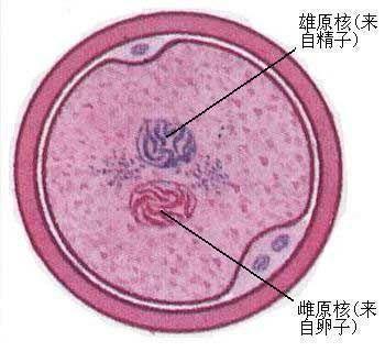 受孕_百度百科