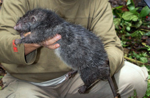  p>博萨维毛鼠是一种一种体型巨大的老鼠,体长近3英尺(约合0.