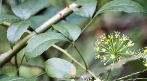  p>长萼树参是 a target="_blank" href="/item/川续断目/6759714"