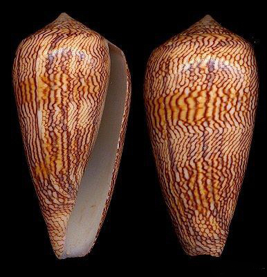  p>金丝织锦芋螺是一种新腹足目,芋螺科贝类动物,螺壳尺寸45 - 80 mm.