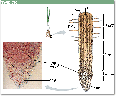 根