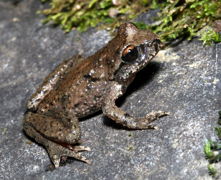  p>尾蟾(学名: i>ascaphus truei /i>):成体短阔,头部略呈三角形,颈部