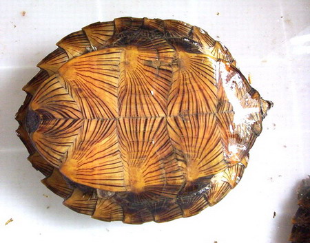 雄龟尾较粗长,泄殖孔超过背甲后缘;雌龟相反,成年雌龟繁殖期于每年的5