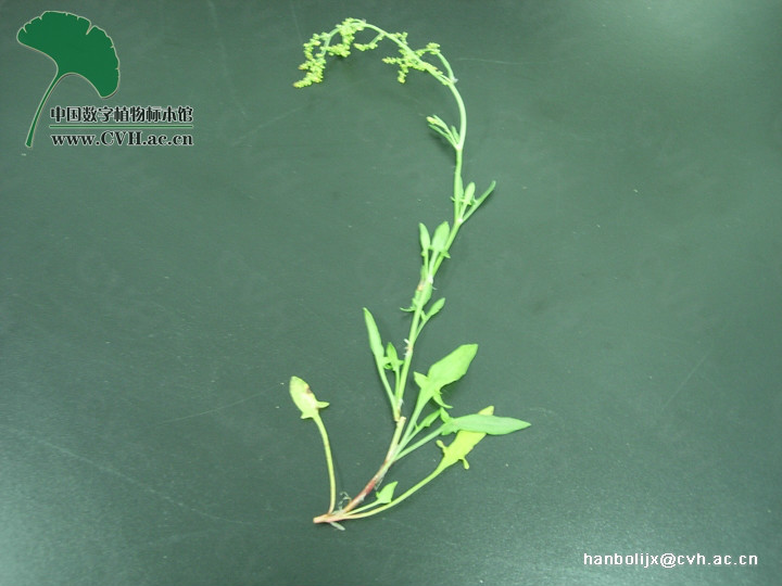  p>小酸模(学名:rumex acetosella), a href="#" data-lemmaid="