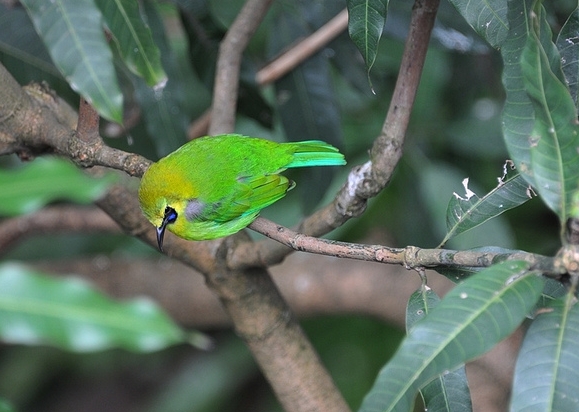  p>蓝翅叶鹎(学名: i>chloropsis moluccensis /i>):小型 a href="#"