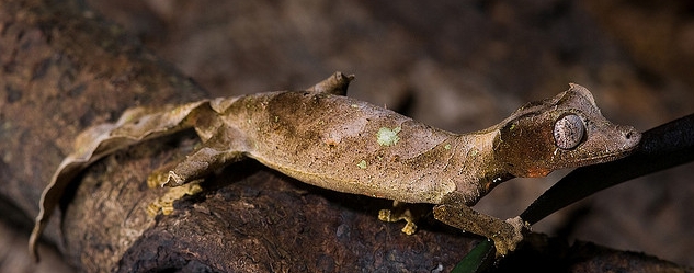 撒旦叶尾壁虎
