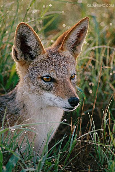  p>黑背胡狼(学名: i>canis mesomelas /i>):个头较小,长相似狗,行动