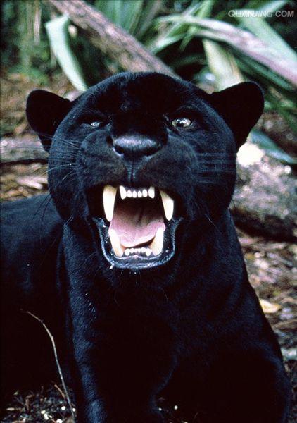  p>美洲豹,学名: i>panthera onca  /i>(linnaeus, 1758),又叫 a